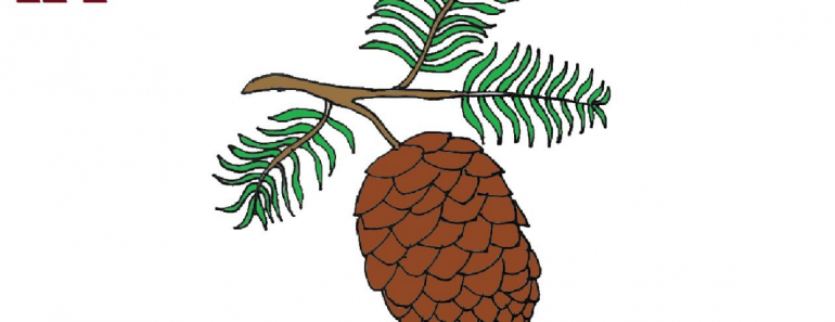 How to Draw a Pinecone Step by Step