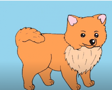 How to Draw a Pomeranian step by step