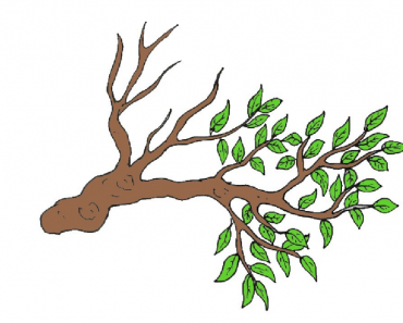 How to Draw a Tree Branch Step By Step