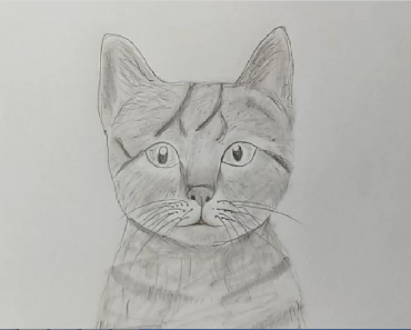How to draw a Cat pencil step by step
