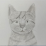 How to draw a Cat pencil step by step
