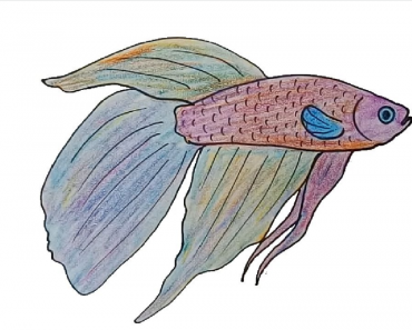 How to draw a betta fish step by step