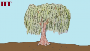 How to draw a willow tree step by step