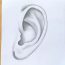 How to draw an Ear