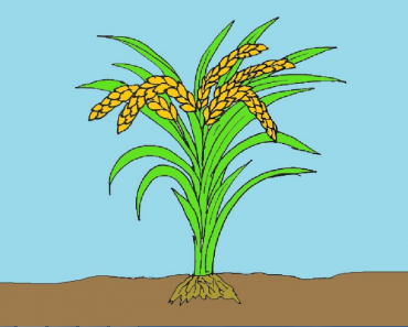 How to draw rice plants step by step