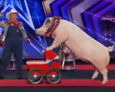 FUNNIEST Animal Auditions On Got Talent