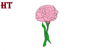 How to Draw a Carnation Flower step by step 