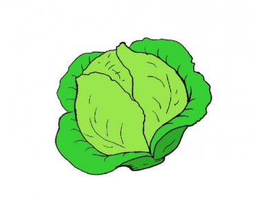 How to draw Cabbage step by step