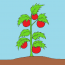 How to draw Tomato plant step by step