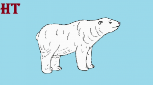 How to draw a Polar Bear 