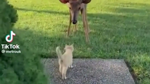 Latest Interesting Cat Videos