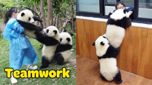 Panda Teamwork 