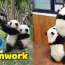 Panda Teamwork
