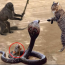 The fight between the cat and the snake