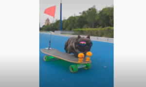 The most mischievous cats and dogs of the year 