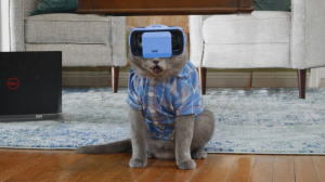 Cats use VR