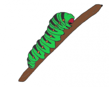 How To Draw A Caterpillar