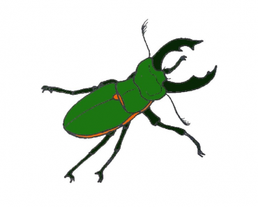 How to Draw a Beetle step by step
