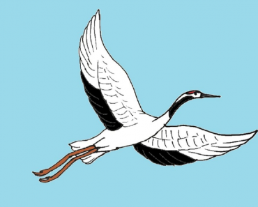 How to Draw a Crane bird step by step