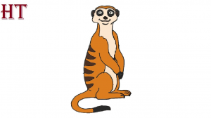 How to Draw a Meerkat Step by Step