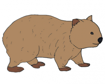 How to Draw a Wombat Step by Step