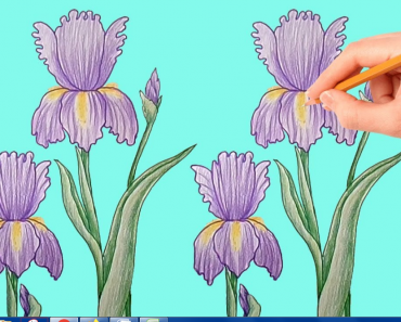 How to Draw an Iris Flower Step by Step