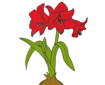 How to draw a Amaryllis Flower step by step