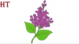 How to draw a Lilac flower step by step