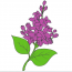 How to draw a Lilac flower step by step