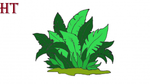 How to draw a bush step by step