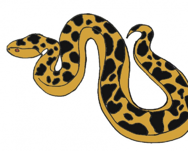 How to draw an Anaconda step by step