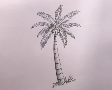 How to draw coconut tree step by step
