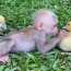 Baby monkey and duckling - Perfect friends