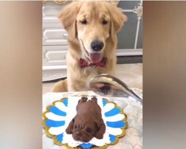Dogs' reaction when cutting cake