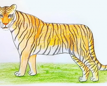 Easy to draw a tiger