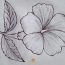 How To Draw Hibiscus Flower step by step