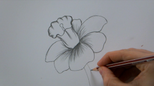 How To Draw a Flower step by step
