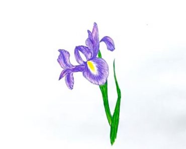 How to draw an iris