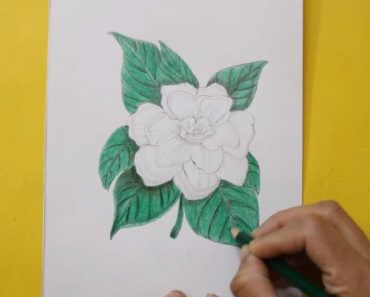 How to draw jasmine step by step