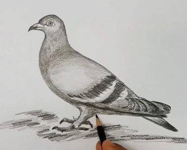 How to draw pigeon step by step