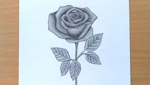 How to sketch roses with pencil