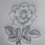 Pencil sketch of roses