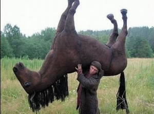 The funniest horses