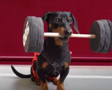 Three dogs compete in olympic video