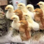 When the cat is the mother of the chicks
