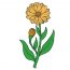 How to draw Calendula Flower Step by Step