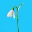 How to draw Snowdrop flowers step by step