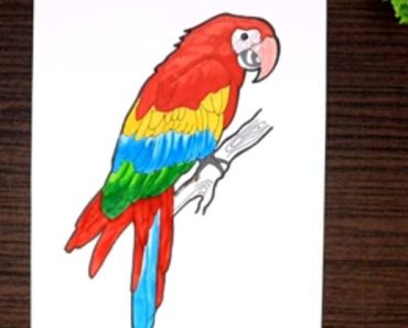 How to draw a colorful parrot step by step