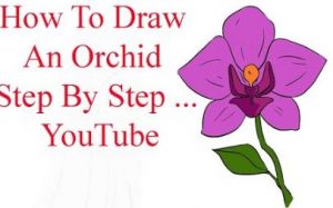 How to draw an Orchid flower step by step 