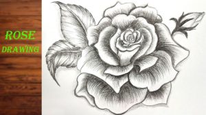 Sketch a rose with a pencil
